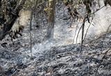Hàng trăm người xuyên đêm dập lửa cứu rừng ở Nghệ An