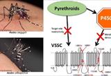 Đột biến gen liên quan đến muỗi sốt xuất huyết Aedes aegypti kháng hóa chất diệt côn trùng